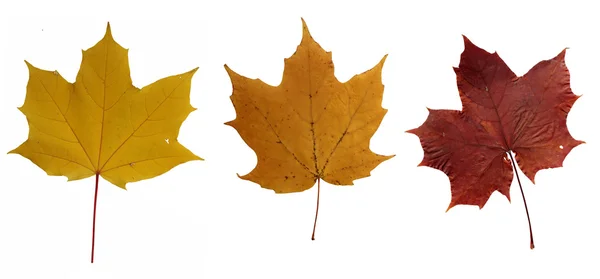 Three green and yellow leaves — Stock Photo, Image
