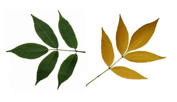 Зеленые и желтые листья — стоковое фото