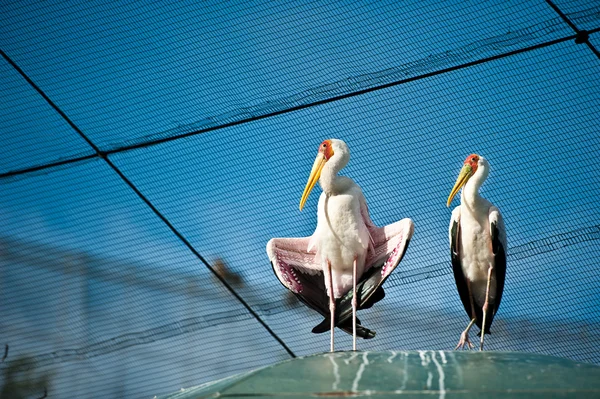 Twee vogels — Stockfoto