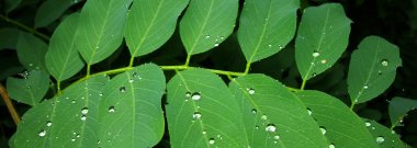 Rain drops on acacia leaves