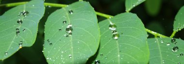 Rain drops on acacia leaves