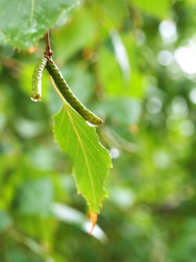 Huş ağacı yaprakları ve kulak halkaları yağmur