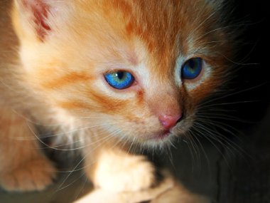 Blue-eyed red kitten clipart