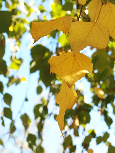 Żółty jesienny liść z lipy — Zdjęcie stockowe