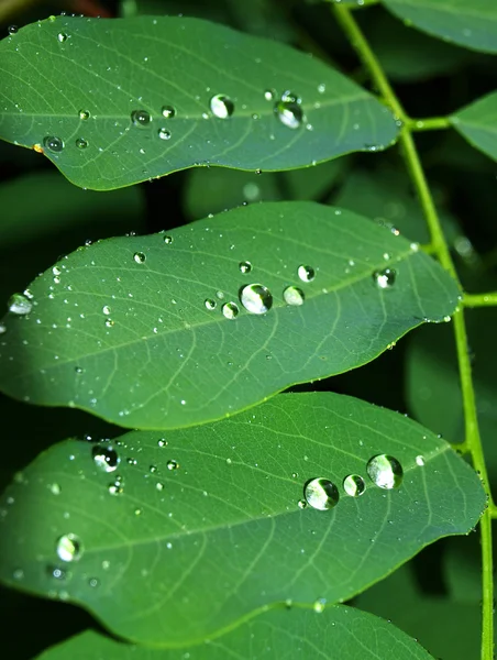 Rain drops on acacia leaves — Stock Photo, Image