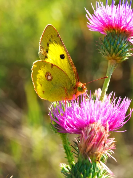 La mariposa amarilla sobre la flor —  Fotos de Stock