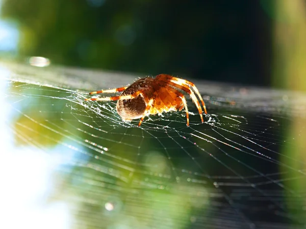 网络上的蜘蛛 — 图库照片