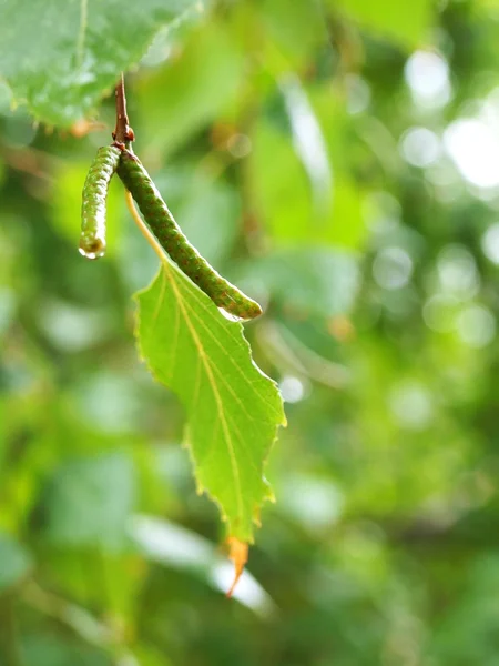 Berk bladeren en oor ringen in de regen — Stockfoto
