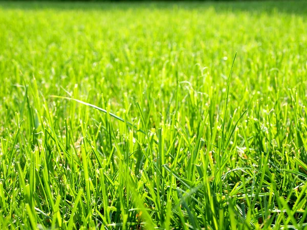 Couper de l'herbe verte — Photo