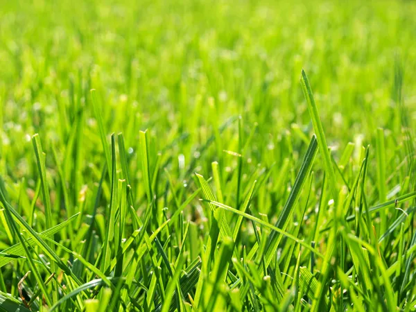 Green cut grass — Stock Photo, Image