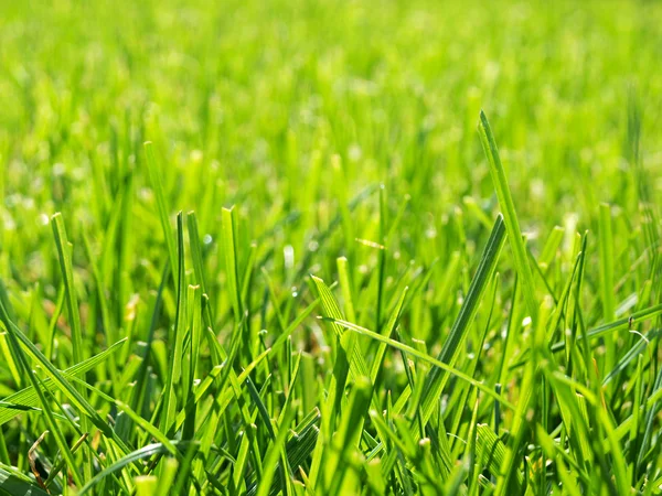 Green cut grass Royalty Free Stock Images