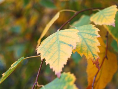 Yellow autumn leaves of a linden