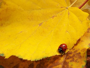 yere düşen sonbahar yaprakları