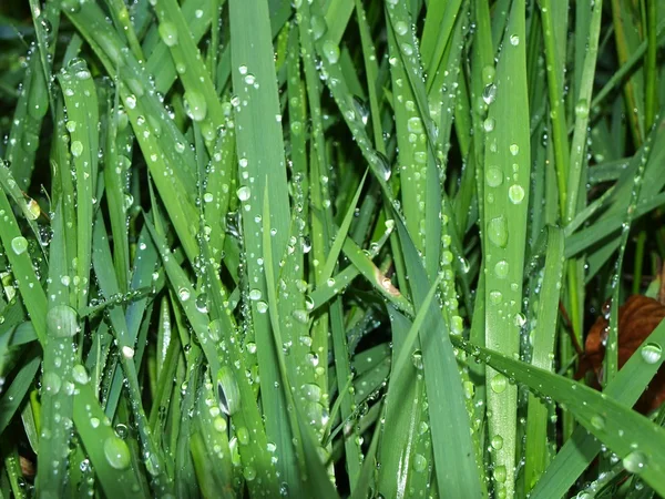 Regentropfen auf einem Gras — Stockfoto