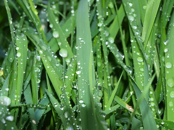 La pluie tombe sur une herbe — Photo