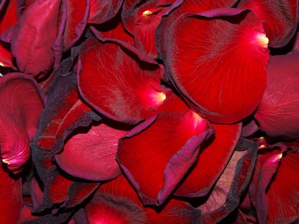 De opgedroogde rose-bloemblaadjes — Stockfoto