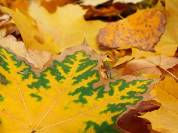 Ležela podzimní listí — Stock fotografie