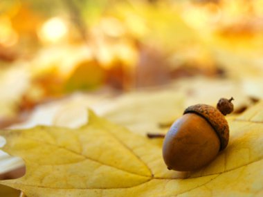 Acorn on autumn leaves clipart