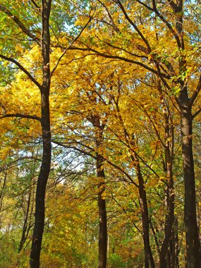 Sonbahar meşe ve maples