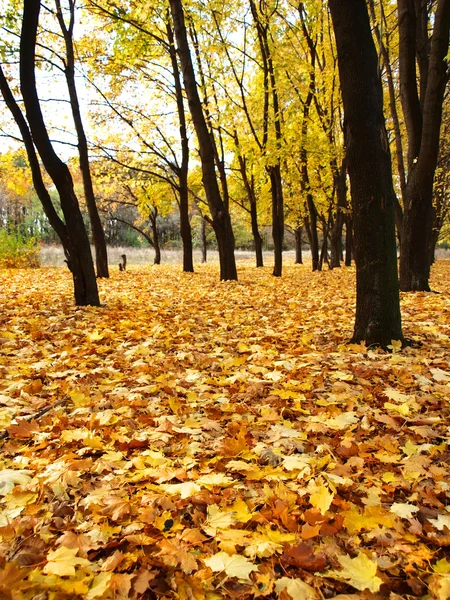 stock image Autumn leaves fall asleep alley