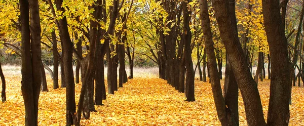 stock image Autumn leaves fall asleep alley