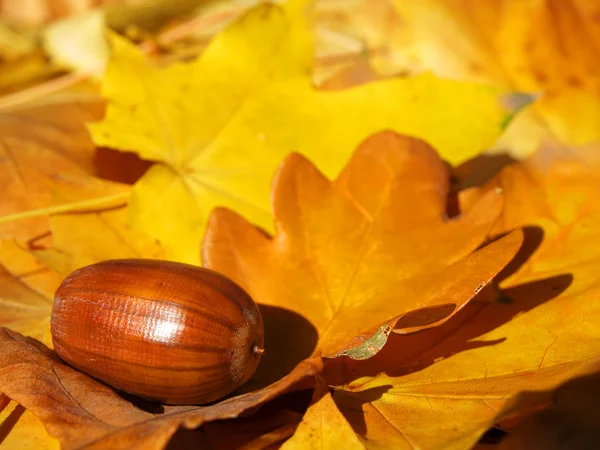 Žalud na podzimní listí — Stock fotografie