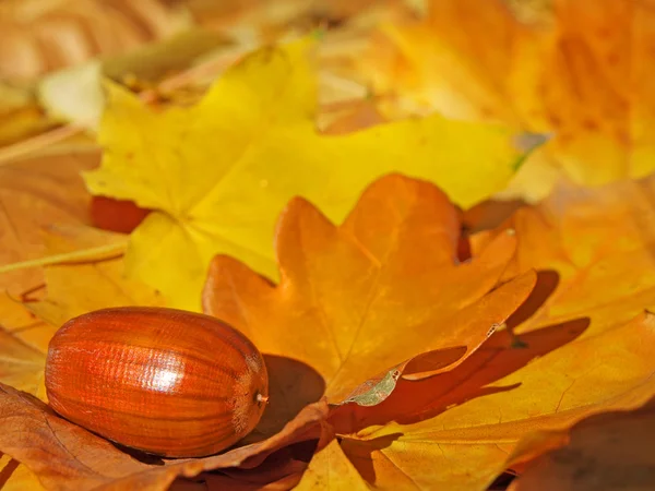 Žalud na podzimní listí — Stock fotografie