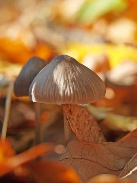 stock image Toadstool in autumn leaves