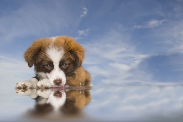 stock image Puppy dog blue sky background