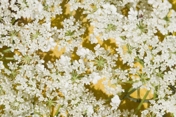 Pequenas e delicadas flores brancas fundo — Fotografia de Stock