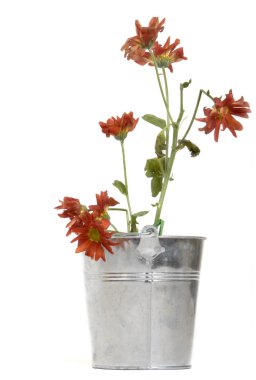 Wilted flower planter clipart