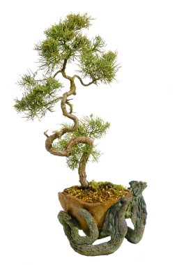 bonsai Japon ağacı izole