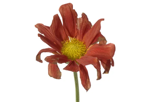 Verwelkte bloem geïsoleerd — Stockfoto