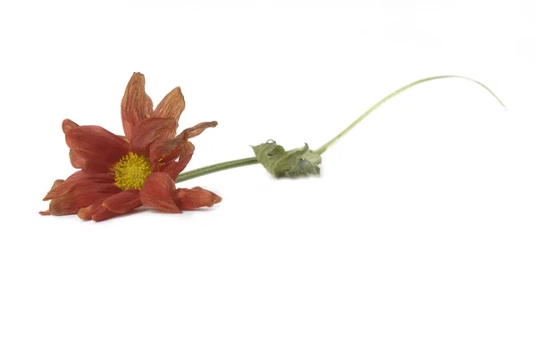 Wilted flower fall on the floor — Stock Photo, Image