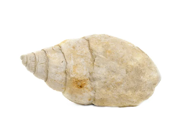 Guscio marino fossile della Bourguetia — Foto Stock