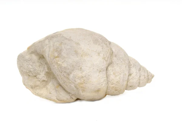 Fosilní mořské mušle, bourguetia — Stock fotografie