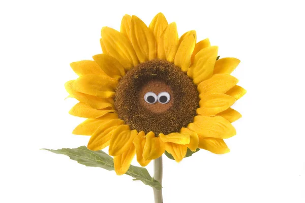 Nice sunflower isolated — Stock Photo, Image
