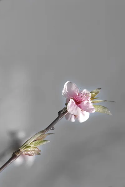 Hintergrund Kirschblüte — Stockfoto