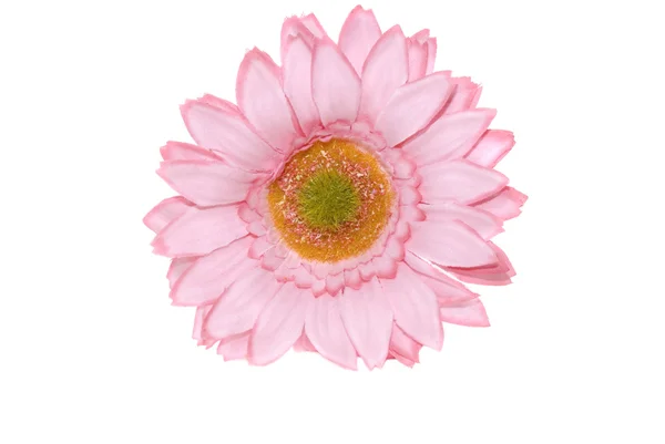 Różowy stokrotka kwiat na białym tle — Zdjęcie stockowe