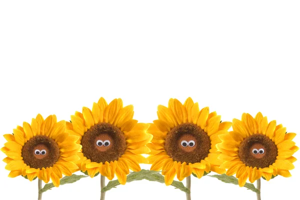 Vier geïsoleerde grappige zonnebloemen — Stockfoto