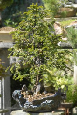 Porsuk (bitki) baccata bonsai