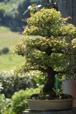 Chinensis elm bonsai clipart