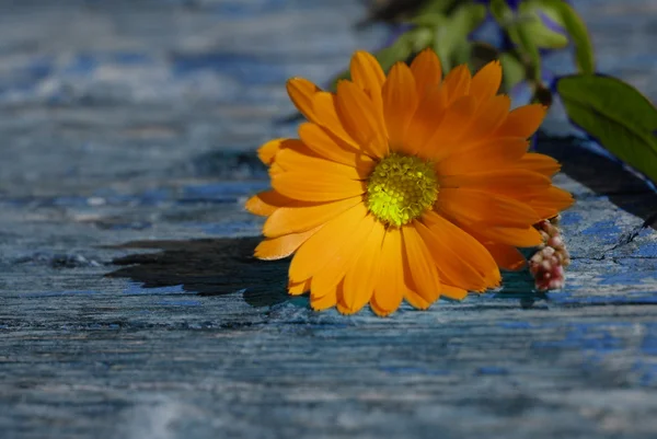 Gänseblümchen auf Holzgrund mit Kopierraum — Stockfoto
