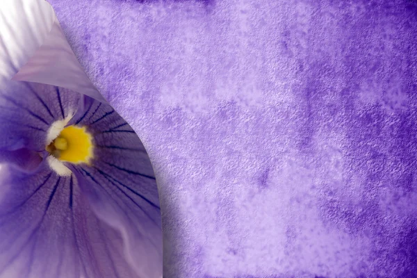 Passion purple background — Stock Photo, Image