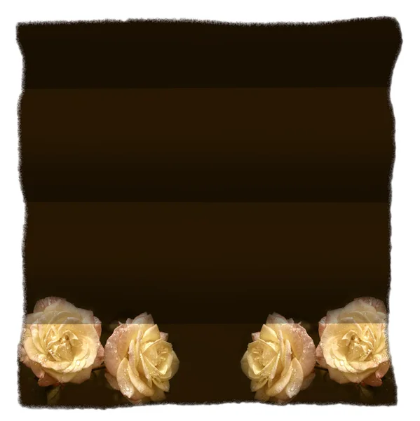 Pergamin żółte róże na białym tle — Zdjęcie stockowe