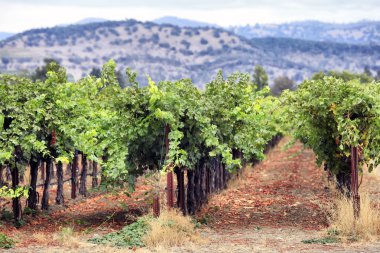 Vineyard California'daki Napa.