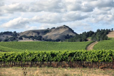 Vineyard of Napa in California. clipart