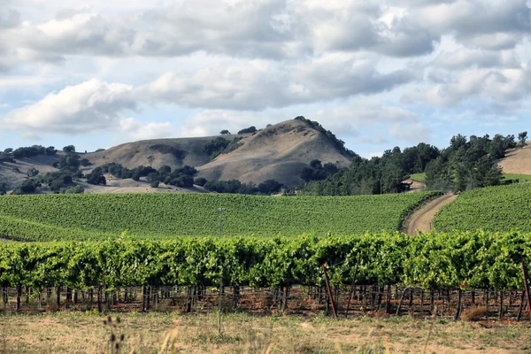 Vignoble de Napa en Californie . — Photo