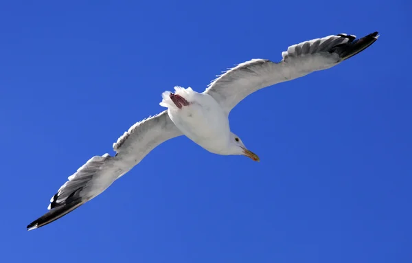 Летающая чайка — стоковое фото