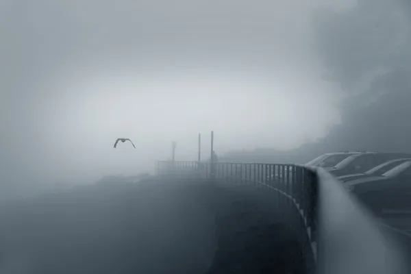 Vogel in een dikke mist — Stockfoto